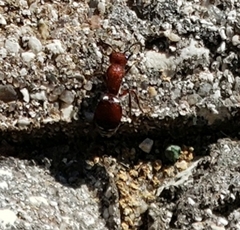 Pseudomethoca sanbornii