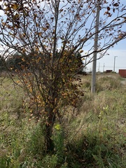 Crataegus calpodendron