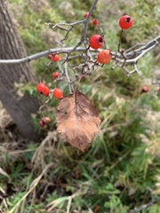 Crataegus calpodendron