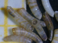 Caecum trachea