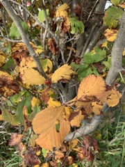 Crataegus calpodendron