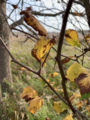 Crataegus calpodendron
