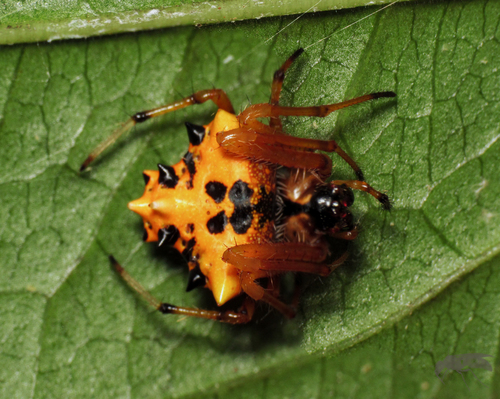 Verrucosa carara · iNaturalist