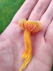 Hygrocybe quieta