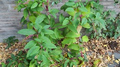 Phytolacca americana