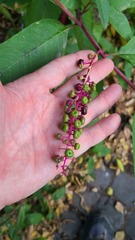 Phytolacca americana