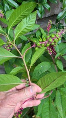 Phytolacca americana