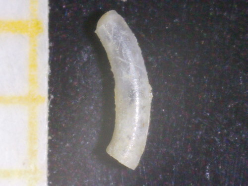 Caecum auriculatum observed 2021-09-11