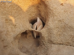 Glycymeris nummaria