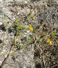 Chamaecytisus hirsutus