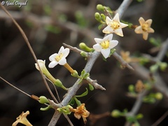 Lycium schweinfurthii