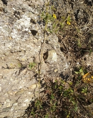 Chamaecytisus hirsutus