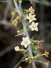 Lycium schweinfurthii