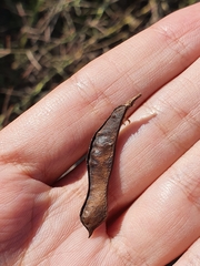 Calicotome spinosa