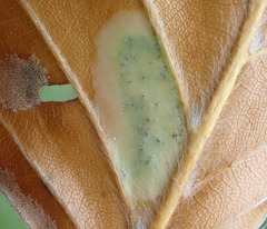 Phyllonorycter messaniella