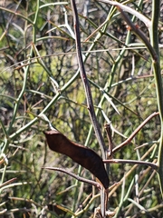 Calicotome spinosa