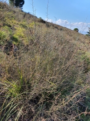 Calicotome spinosa