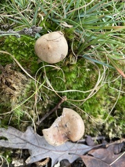 Lactarius imperceptus