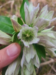 Gentiana villosa