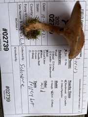 Lactarius imperceptus