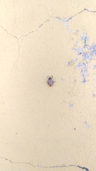 Disonycha bicarinata