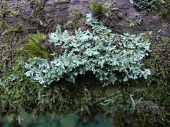 Cladonia ceratophylla
