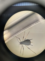 Uroleucon nigrotibium