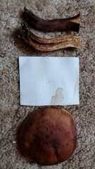 Tricholoma pessundatum