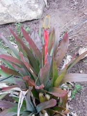 Aechmea pineliana