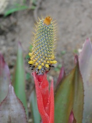 Aechmea pineliana