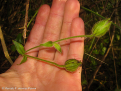 Silene thysanodes