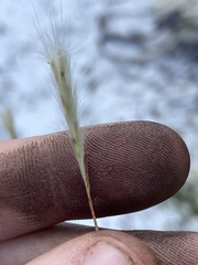 Andropogon floridanus image
