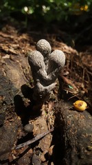 Xylaria grammica