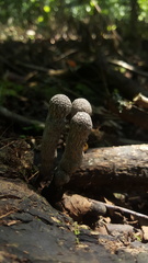 Xylaria grammica