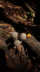 Xylaria grammica