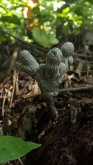 Xylaria grammica