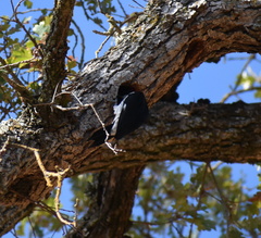 Melanerpes formicivorus