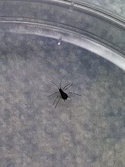 Uroleucon nigrotibium