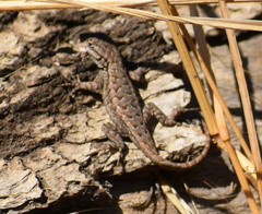 Sceloporus occidentalis
