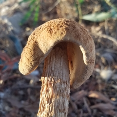 Battarrea phalloides