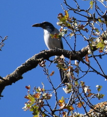 Aphelocoma californica