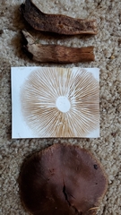 Cortinarius brunneus