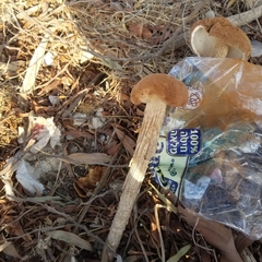 Battarrea phalloides