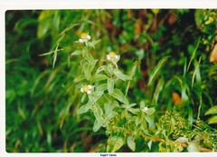 Helichrysum foetidum