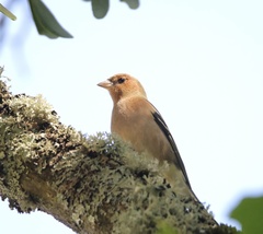 Fringilla coelebs
