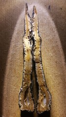 Xylaria grammica