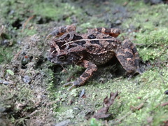 Sclerophrys pusilla