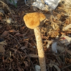Battarrea phalloides