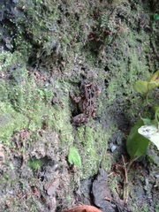 Sclerophrys pusilla