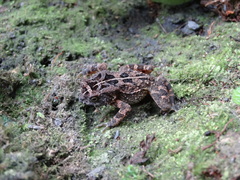 Sclerophrys pusilla